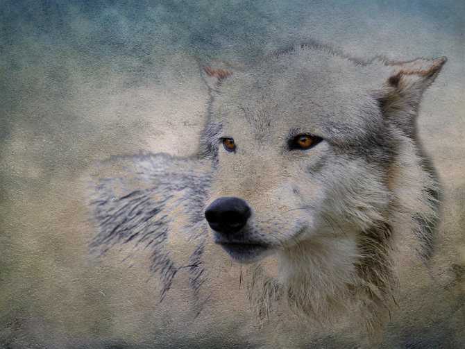 Ездовой волк в lineage2. полный гид по развитию волка. - база знаний lineage 2